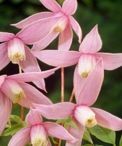 Roots Plants Clematis Alpina'Willy' | On A 90cm Cane In A 3L Pot