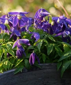 Roots Plants Clematis Alpina 'Cyanea' | On A 90cm Cane In A 3L Pot