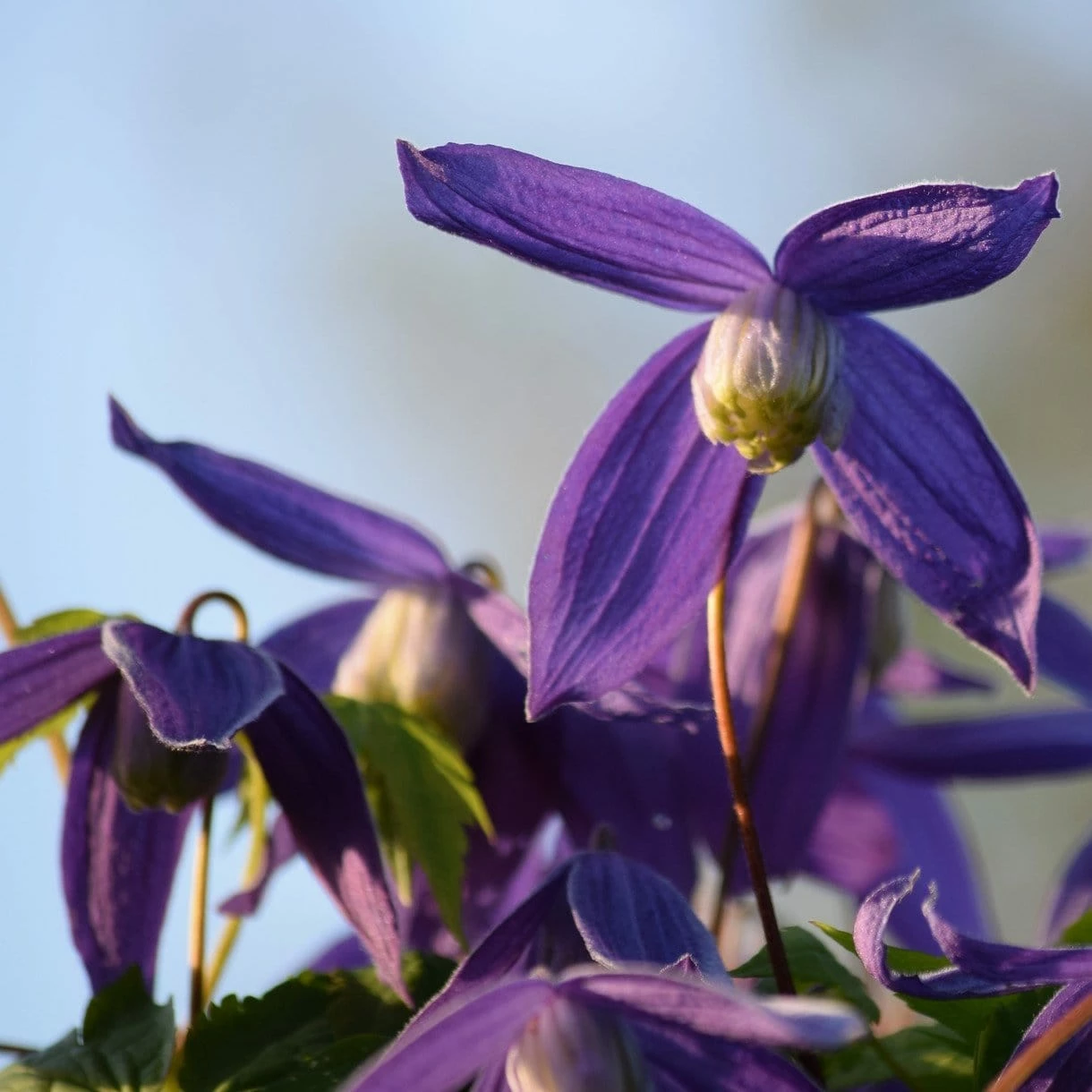 Roots Plants Clematis Alpina 'Cyanea' | On A 90cm Cane In A 3L Pot 6 Roots Plants Clematis Alpina 'Cyanea' | On A 90cm Cane In A 3L Pot