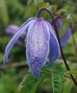 Roots Plants Clematis Alpina 'Bredon Blue'| On A 90cm Cane In A 3L Pot