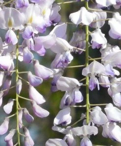 Roots Plants Wisteria Floribunda 'Macrobotrys' | Japanese Wisteria | On A 90cm Cane In A 3L Pot