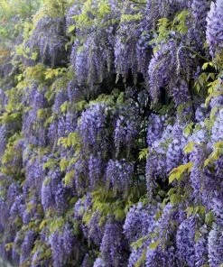 Roots Plants Wisteria Sinensis | Chinese Wisteria | On A 90cm Cane In A 3L Pot