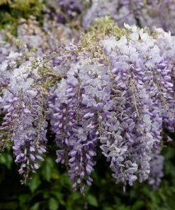 Roots Plants Wisteria 'Lavender Lace' | On A 90cm Cane In A 3L Pot 7 Roots Plants Wisteria 'Lavender Lace' | On A 90cm Cane In A 3L Pot