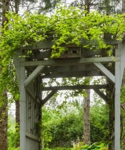 Roots Plants Other Climbing Plants Ornamental Kiwi | Actinidia Kolomikta 7 Roots Plants Other Climbing Plants Ornamental Kiwi | Actinidia Kolomikta