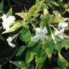 Roots Plants Variegated Jasmine | Jasminum Officinale 'Aureovariegatum'