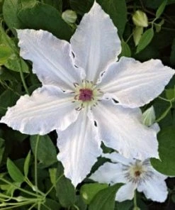 Roots Plants Clematis 'Pat Coleman' | On A 90cm Cane In A 3L Pot