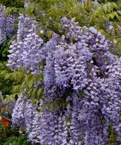 Roots Plants Wisteria Sinensis 'Caroline' | On A 90cm Cane In A 3L Pot