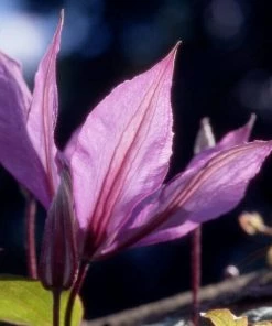 Roots Plants Clematis 'Hagley Hybrid' | On A 90cm Cane In A 3L Pot