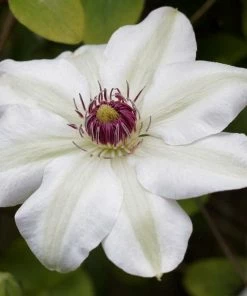 Roots Plants Clematis 'Miss Bateman' | On A 90cm Cane In A 3L Pot