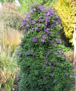 Roots Plants Clematis Viticella 'Polish Spirit' | On A 90cm Cane In A 3L Pot