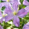 Roots Plants Clematis 'Prince Charles' | On A 90cm Cane In A 3L Pot 1 Roots Plants Clematis 'Prince Charles' | On A 90cm Cane In A 3L Pot
