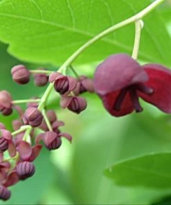Roots Plants Chocolate Vine | Akebia Quinata | On A 90cm Cane In A 3L Pot