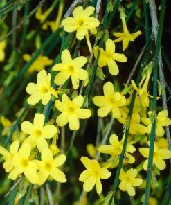 Roots Plants Winter Jasmine | Jasminum Nudiflorum | On A 90cm Cane In A 3L Pot