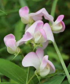 Roots Plants Everlasting Sweet Pea -Lathyrus Latifolius Pink | On A 90cm Cane In A 3L Pot Other Climbing Plants
