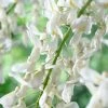 Roots Plants White Wisteria | Sinensis 'alba' | On A 90cm Cane In A 3L Pot