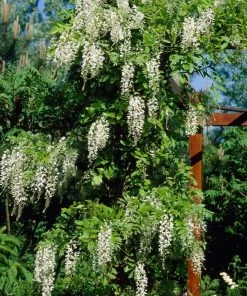 Roots Plants White Wisteria | Sinensis 'alba' | On A 90cm Cane In A 3L Pot 7 Roots Plants White Wisteria | Sinensis 'alba' | On A 90cm Cane In A 3L Pot