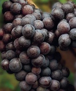 Roots Plants 90cm 'Cabernet Sauvignon' Grape Vine | 3L Pot Fruits