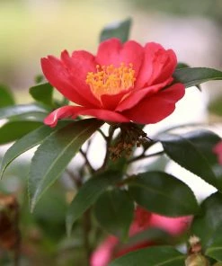 Roots Plants Perennials Red Camellia Japonica Plant