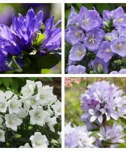 Roots Plants Campanula Collection Perennials