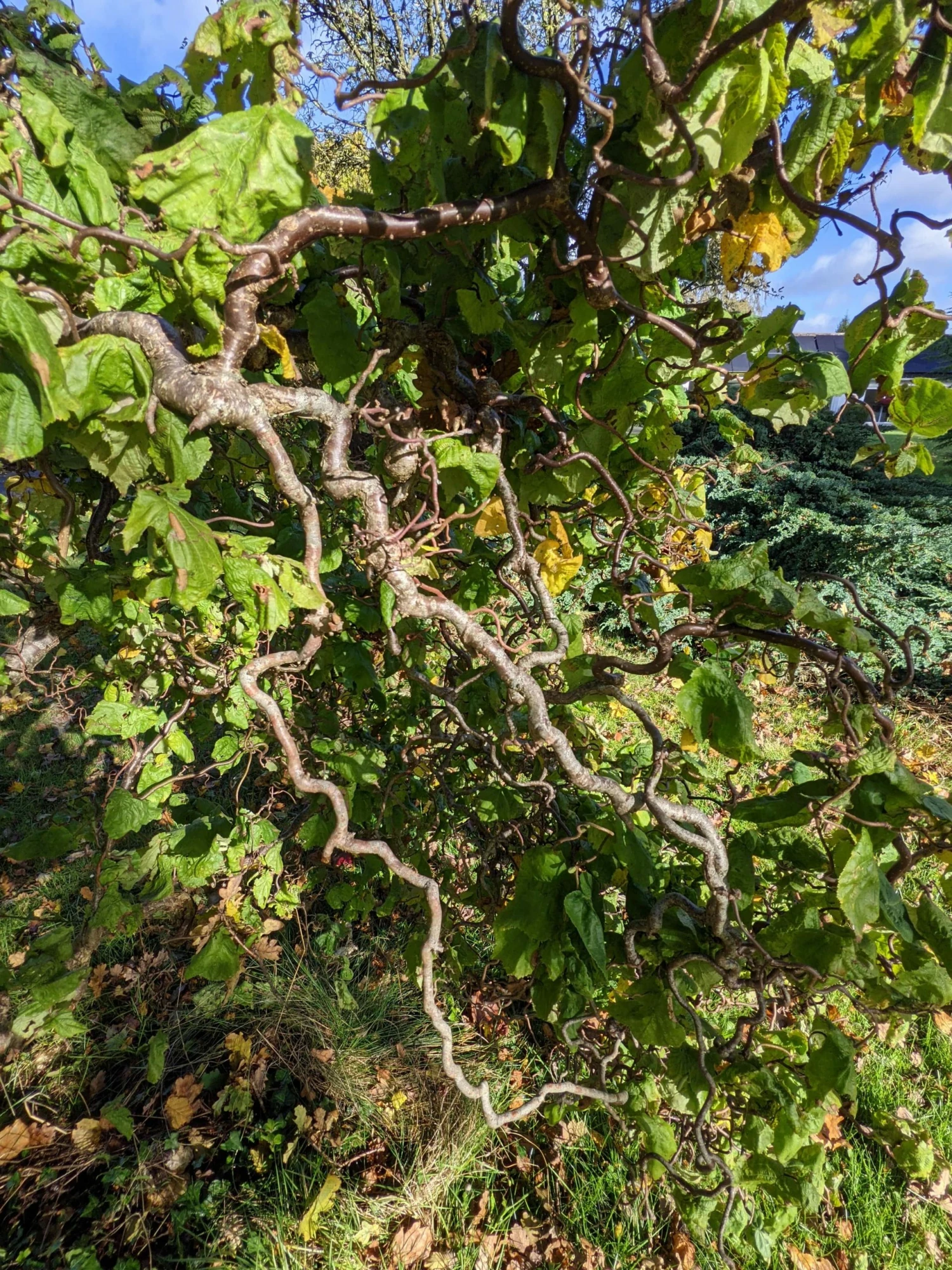 Roots Plants Corkscrew Hazel | Corylus Avellana 'Contorta' 6 Roots Plants Corkscrew Hazel | Corylus Avellana 'Contorta'