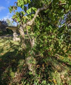 Roots Plants Corkscrew Hazel | Corylus Avellana 'Contorta' 11 Roots Plants Corkscrew Hazel | Corylus Avellana 'Contorta'