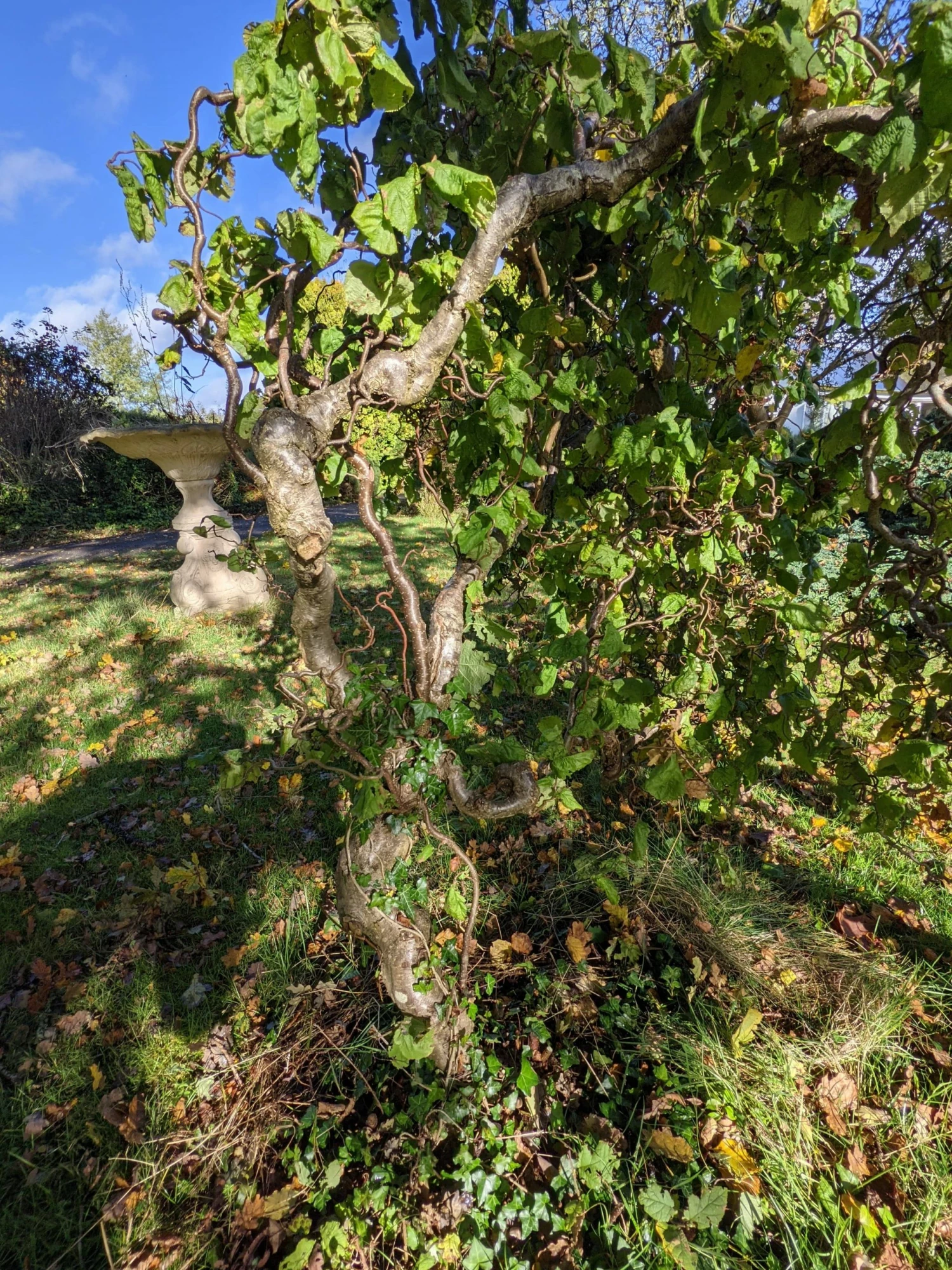 Roots Plants Corkscrew Hazel | Corylus Avellana 'Contorta' 5 Roots Plants Corkscrew Hazel | Corylus Avellana 'Contorta'