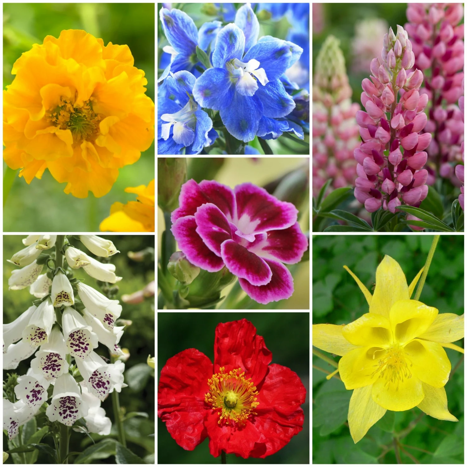 Roots Plants Cottage Garden Plants Collection 3 Roots Plants Cottage Garden Plants Collection