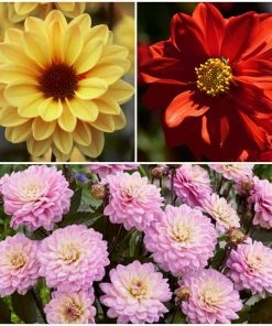 Roots Plants 6 Dahlia Temptation Collection 1L Pot Dahlias