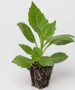 Roots Plants 40 Mixed Dahlia 'Figaro' Plug Plants Dahlias