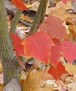 Roots Plants Viper Acer Tree | Acer Davidii | Snake Bark Maple