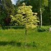 Roots Plants Variegated Norway Maple Tree | Acer Platanoides 'Drummondii' Trees & Shrubs