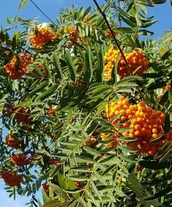 Roots Plants Trees & Shrubs Scarlet Japanese Rowan Tree | Sorbus Commixta 'Embley' 12 Roots Plants Trees & Shrubs Scarlet Japanese Rowan Tree | Sorbus Commixta 'Embley'