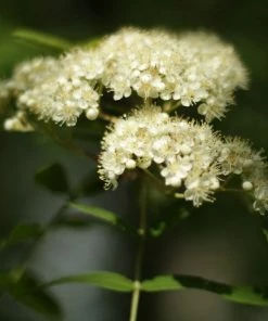 Roots Plants Trees & Shrubs Scarlet Japanese Rowan Tree | Sorbus Commixta 'Embley' 10 Roots Plants Trees & Shrubs Scarlet Japanese Rowan Tree | Sorbus Commixta 'Embley'
