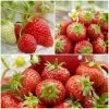 Roots Plants All Season Strawberry Plants Collection | 3x 10cm Pots Fruits 2 Roots Plants All Season Strawberry Plants Collection | 3x 10cm Pots Fruits