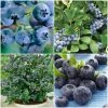 Roots Plants All Season Blueberry Plants Collection | 3x 10cm Pots 2 Roots Plants All Season Blueberry Plants Collection | 3x 10cm Pots