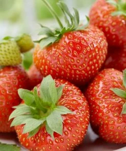 Roots Plants Fruits Sonata Strawberry Plants