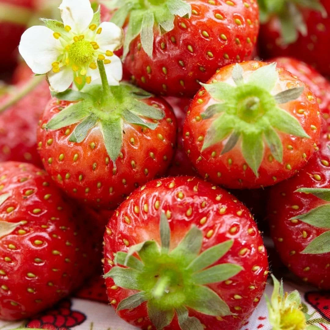 Roots Plants Honeoye Strawberry Plants Fruits 3 Roots Plants Honeoye Strawberry Plants Fruits