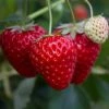 Roots Plants Fruits Flamenco Strawberry Plants 2 Roots Plants Fruits Flamenco Strawberry Plants