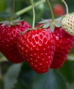 Roots Plants Fruits Flamenco Strawberry Plants