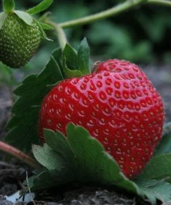 Roots Plants Elsanta Strawberry Plants Fruits