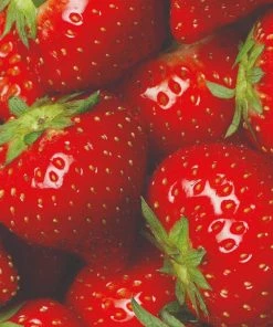 Roots Plants Elsanta Strawberry Plants Fruits 7 Roots Plants Elsanta Strawberry Plants Fruits