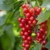 Roots Plants Red Lake' Redcurrant Bush Fruits 1 Roots Plants Red Lake' Redcurrant Bush Fruits