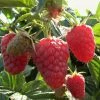 Roots Plants Joan J Raspberry Plants Fruits 1 Roots Plants Joan J Raspberry Plants Fruits