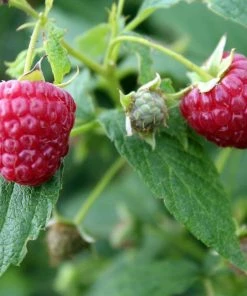 Roots Plants 15 Bestselling Raspberry Canes | Glen Ample, Polka & Autumn Bliss Fruits