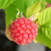Roots Plants Glen Ample Raspberry Plants Fruits 1 Roots Plants Glen Ample Raspberry Plants Fruits