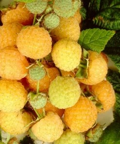 Roots Plants All Gold Raspberry Plants