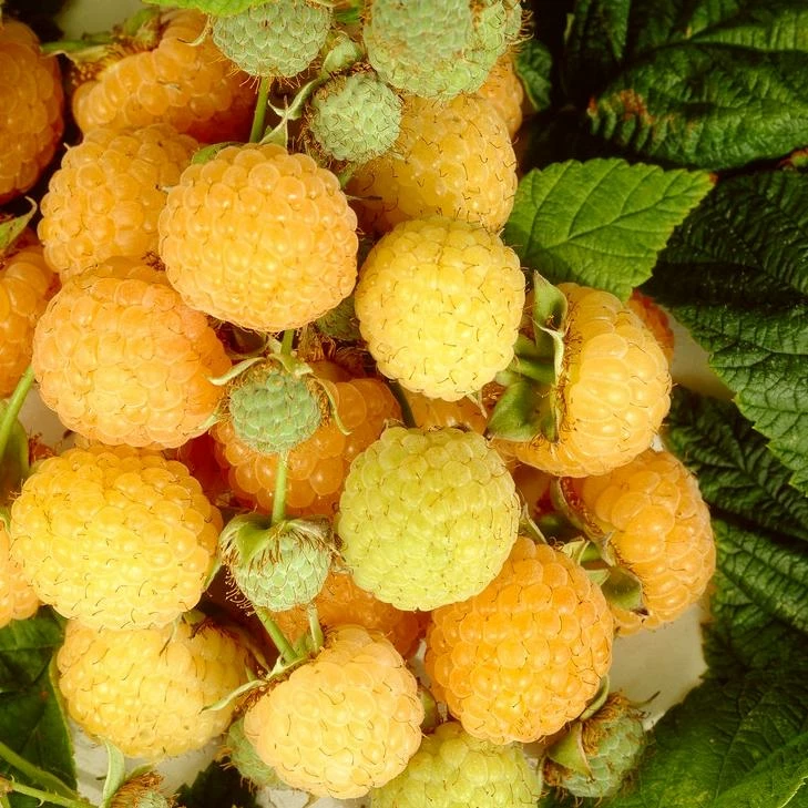 Roots Plants All Gold Raspberry Plants 3 Roots Plants All Gold Raspberry Plants