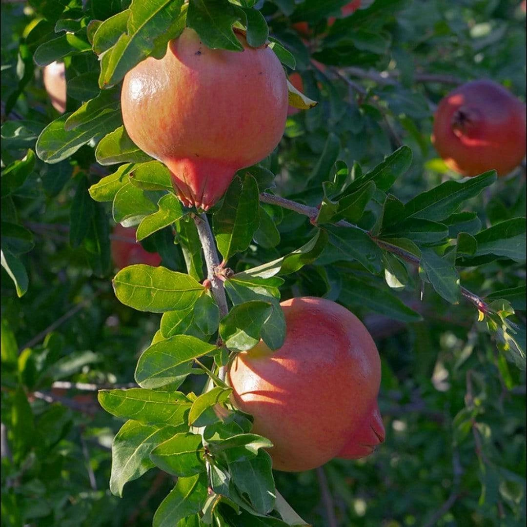 Roots Plants Pomegranate Bush 5 Roots Plants Pomegranate Bush