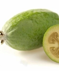 Roots Plants Pineapple Guava Plant | Feijoa Sellowiana 7 Roots Plants Pineapple Guava Plant | Feijoa Sellowiana