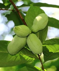 Roots Plants Fruits Paw-Paw Plant | Asimina Triloba